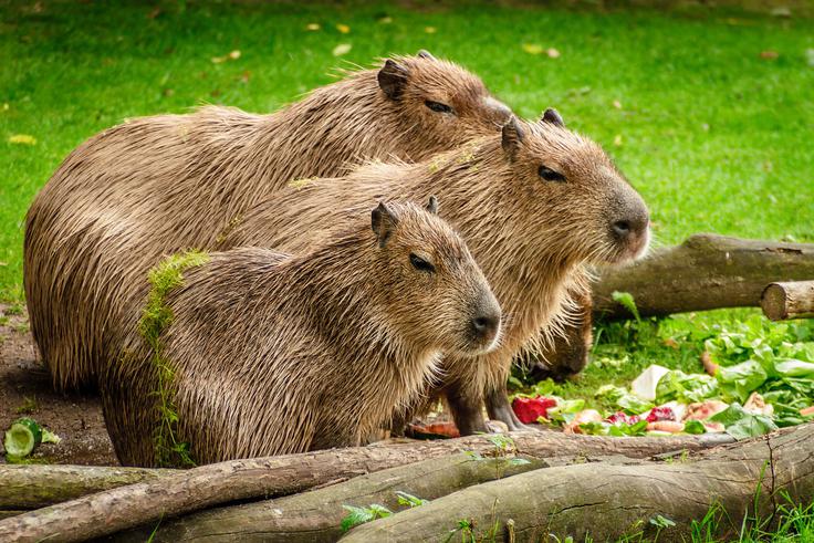 Kapibare so največji glodavci na svetu, tehtajo lahko vse tja do 80 kilogramov. | Foto: Pixabay