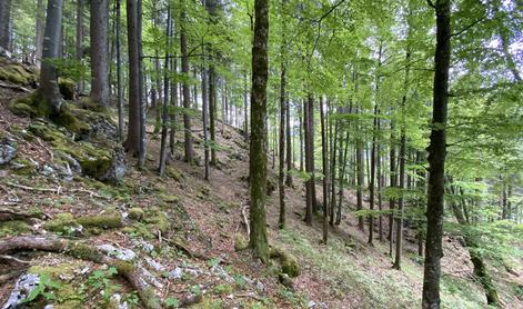 Umrl ob podiranju dreves v okolici Markovcev