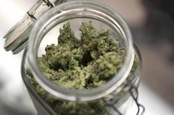 Nov rod gurmanov išče kombinacije vina in marihuane