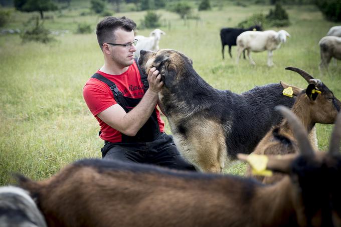 Psov ne more imeti vsak. Več psov pomeni tudi velike stroške, poleg tega je treba z njimi znati delati.  | Foto: Ana Kovač