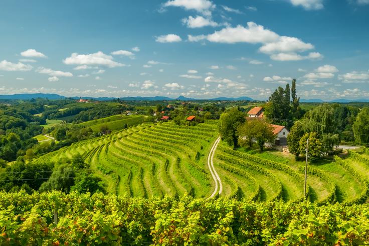 Jeruzalem, vinogradi | Foto: Shutterstock