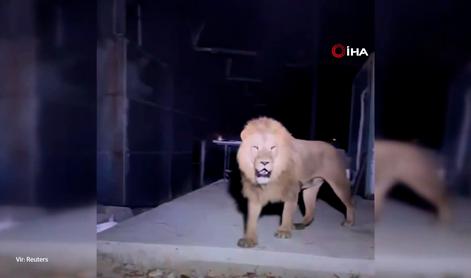 Pobegli lev napadel kmeta. Tako se je končalo. #video