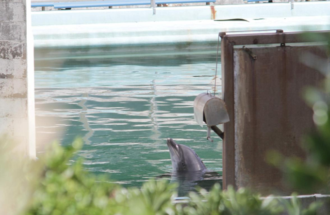 Honey je umrla 29. marca. To je bila ena prvih fotografij delfina po zaprtju akvarija Inubosaki. | Foto: Reuters