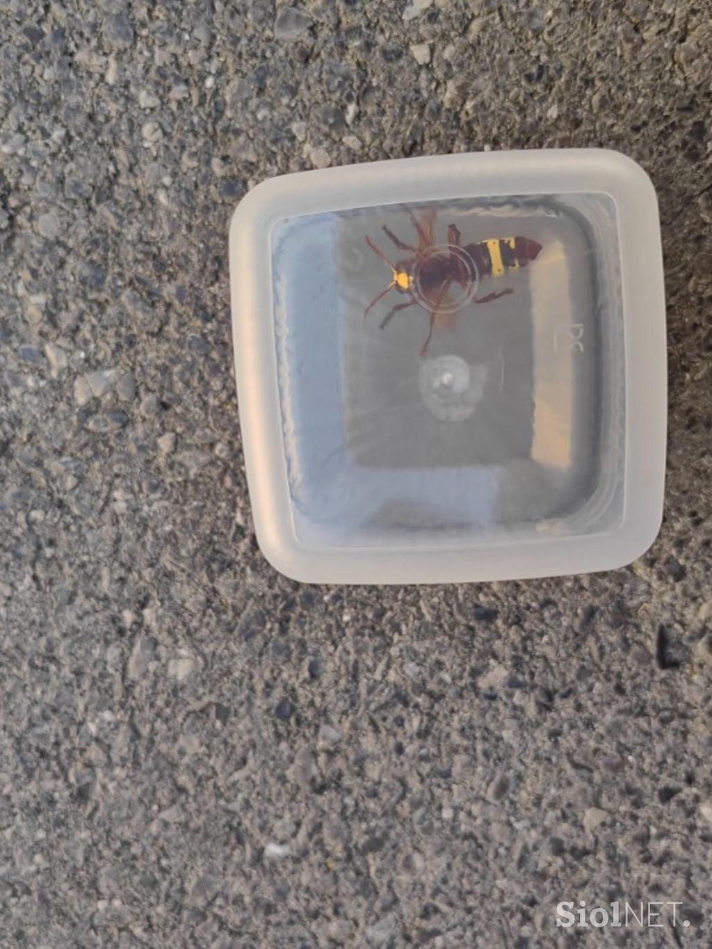Tujerodni sršen Vespa orientalis