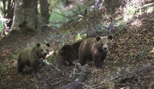 V Pirenejih potrebujejo več medvedov za vzdrževanje populacije