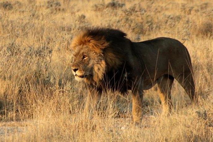 Etosha z levom za dobro jutro