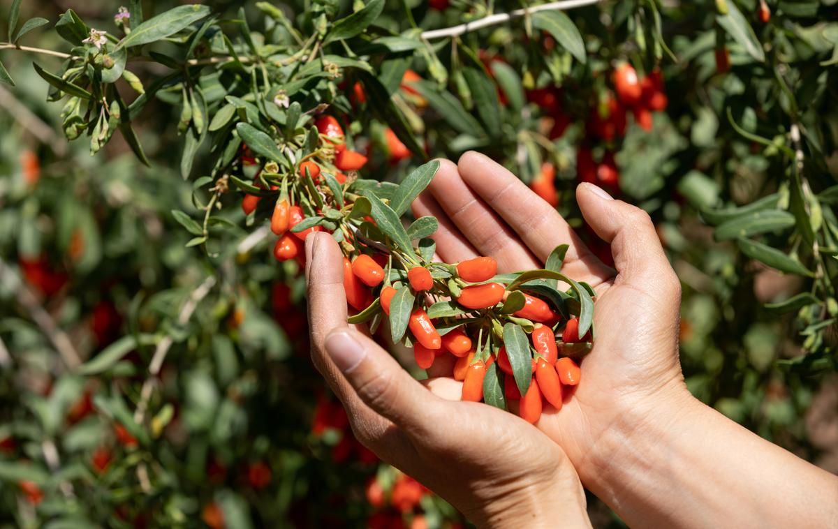 Goji jagode | Foto Shutterstock