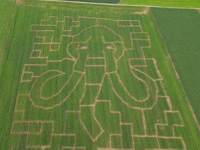 Kranjski koruzni labirint letos v obliki mamuta #video