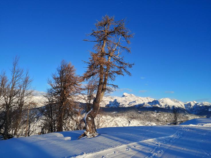 Vogel december 2019 | Foto: 