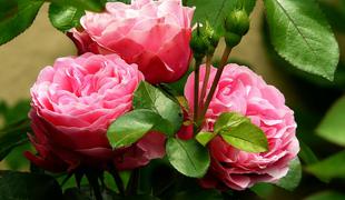 Poskrbite za svoje vrtnice, da bodo spomladi zdrave