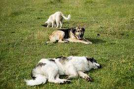 Družinska kmetija Sedmak pastirski psi tornjaki pes Pivka