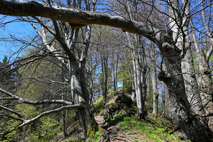 Gor dol gor dol gor dol in v Polhograjcih naberemo tisoč višincev #video