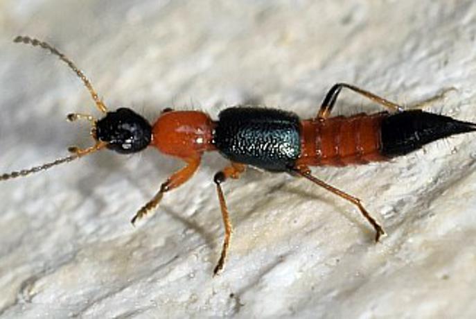 Če na telesu opazite tega hrošča, bodite pozorni
