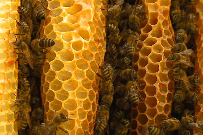 Čebele | Foto zajem zaslona