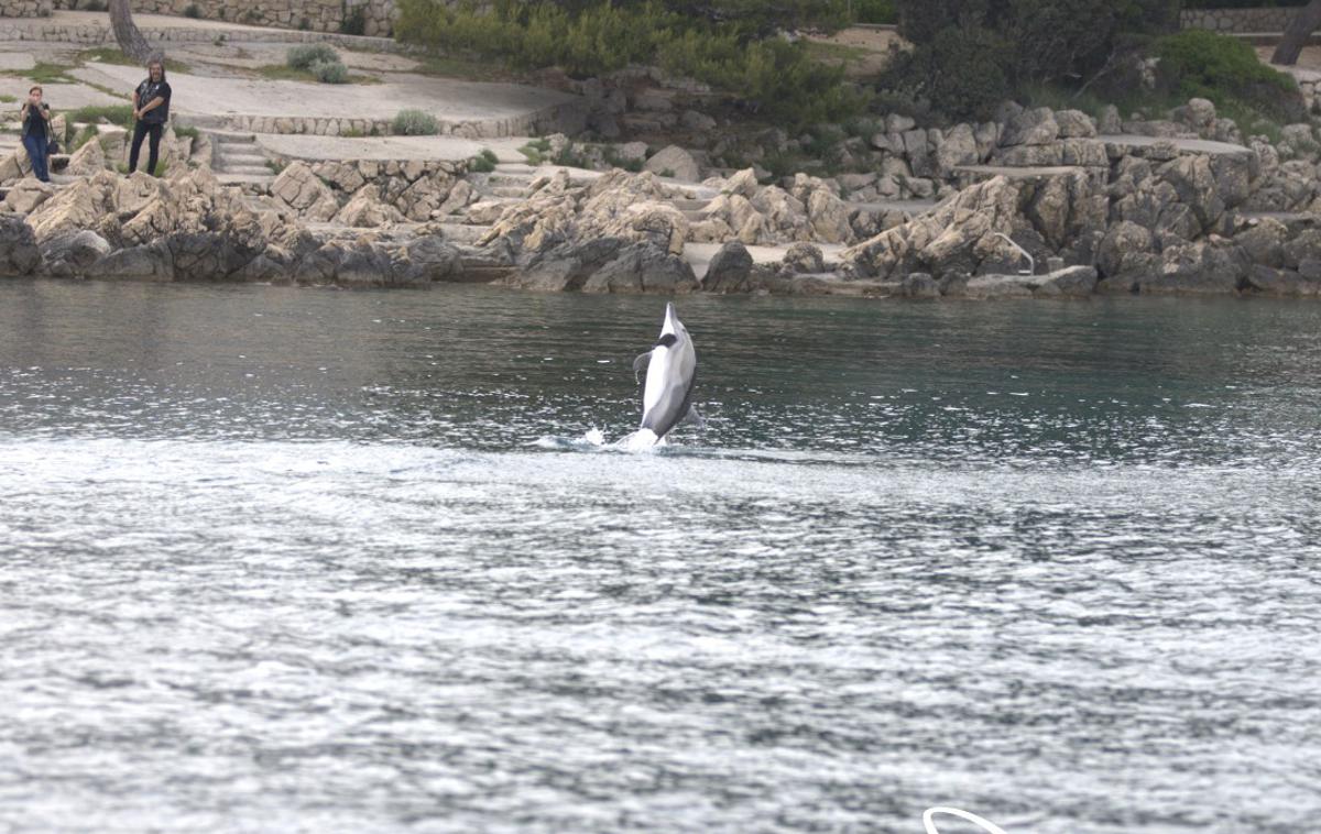 Delfin | Delfin se obnaša nenavadno.  | Foto Blue World Institute