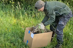 Uspavati so morali dva mladička, nato izvedli iskalno akcijo #video
