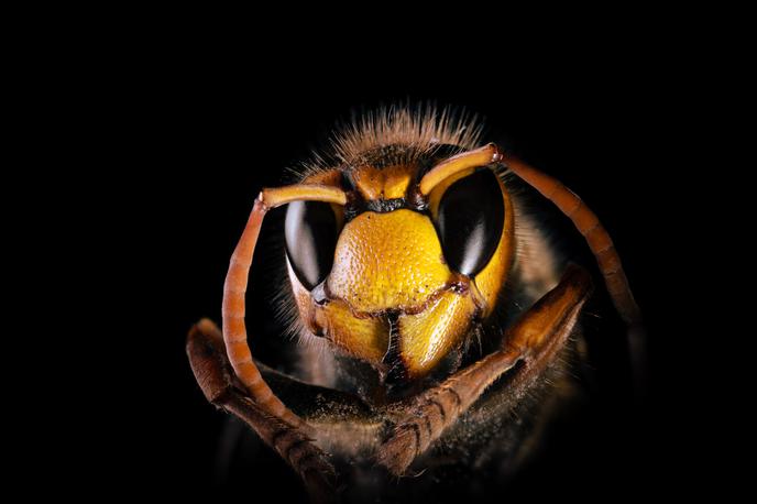Sršen | Piki sršenov so lahko izjemno nevarni.  | Foto Shutterstock