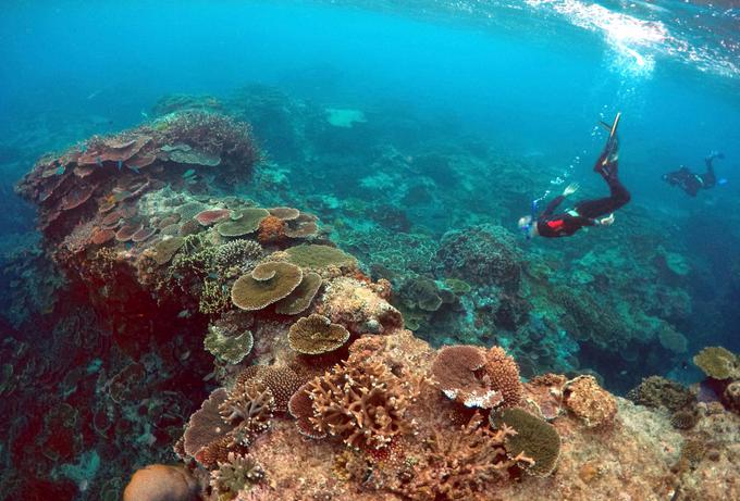 Zaradi intenzivnega segrevanja bodo na dolgi rok izginili tudi koralni grebeni.  | Foto: Reuters