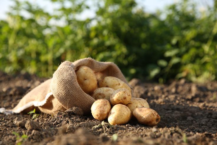 Julij je primeren čas za izkop krompirja. | Foto: Shutterstock