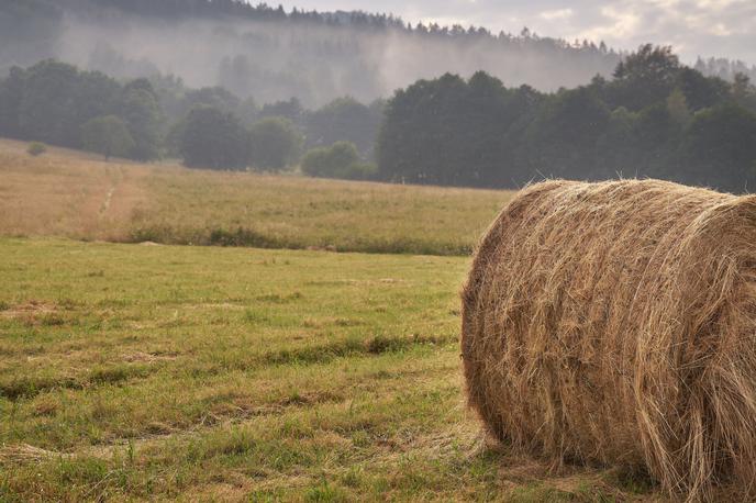 bale sena, seno |  Požar se ni razširil na bližnji gozd ali drugo premoženje. (Fotografija je simbolična.) | Foto Shutterstock