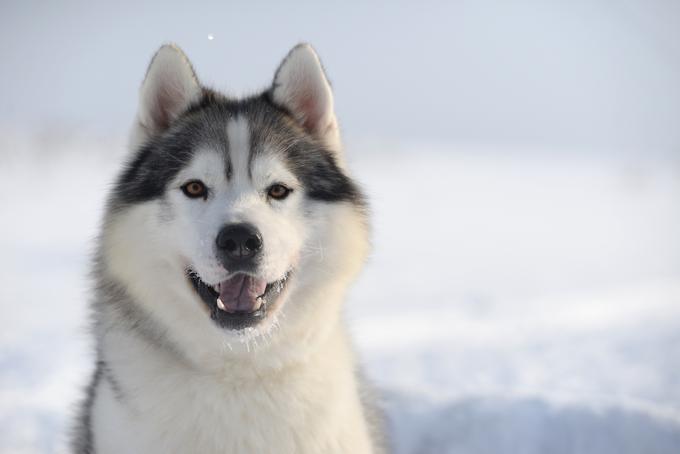Sibirski haskiji so edina pasma, ki žalostnega pasjega pogleda ne obvlada. | Foto: Getty Images