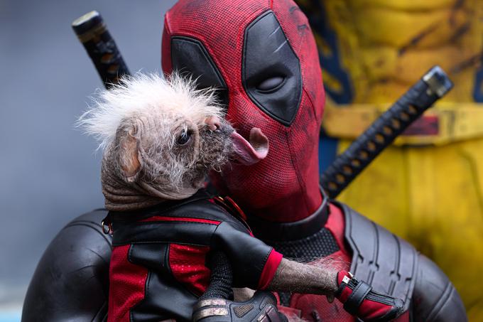 Glavni zvezdnik filma, Dogpool, ki ga igra "uradno" najgrši britanski pes Peggy, mešanček med mopsom in kitajskim golim psom. | Foto: Blitz Film & Video Distribution