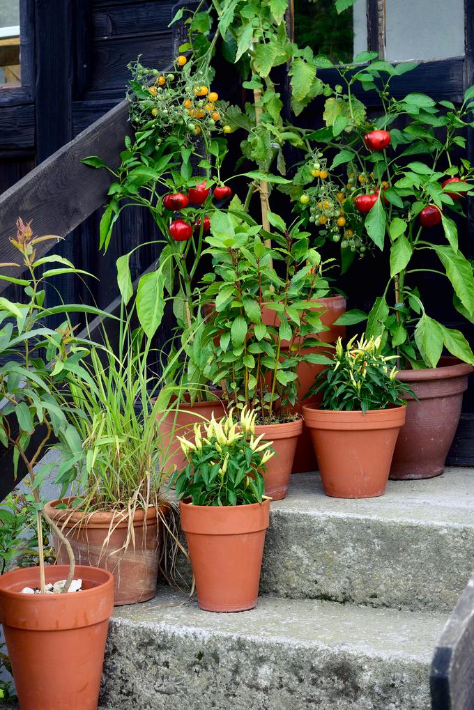 vrtnarjenje v koritih | Foto: Thinkstock