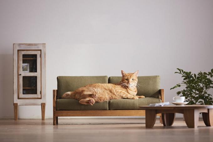 pohištvo za mačke | Foto: Okawa Kagu
