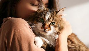 Srečna mačka, srečen lastnik: zakaj je sterilizacija pomembna?