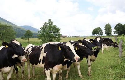Za blagovno znamko ANTON se skriva slovenska agroživilska veriga, združena v Skupino Farme Ihan – kmalu Skupino ANTON