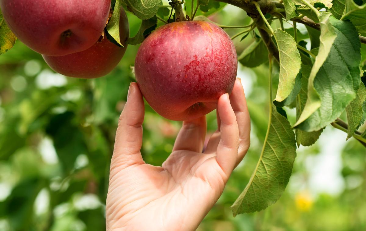 Jabolka. Obiranje. | Foto Thinkstock