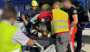 Veterinar o reševanju psičke Emme: Tako, kot se odpravimo na pomoč ljudem, pomagamo tudi živalim #foto