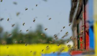 Evropski poslanci za vseevropska prizadevanja proti pomorom čebel