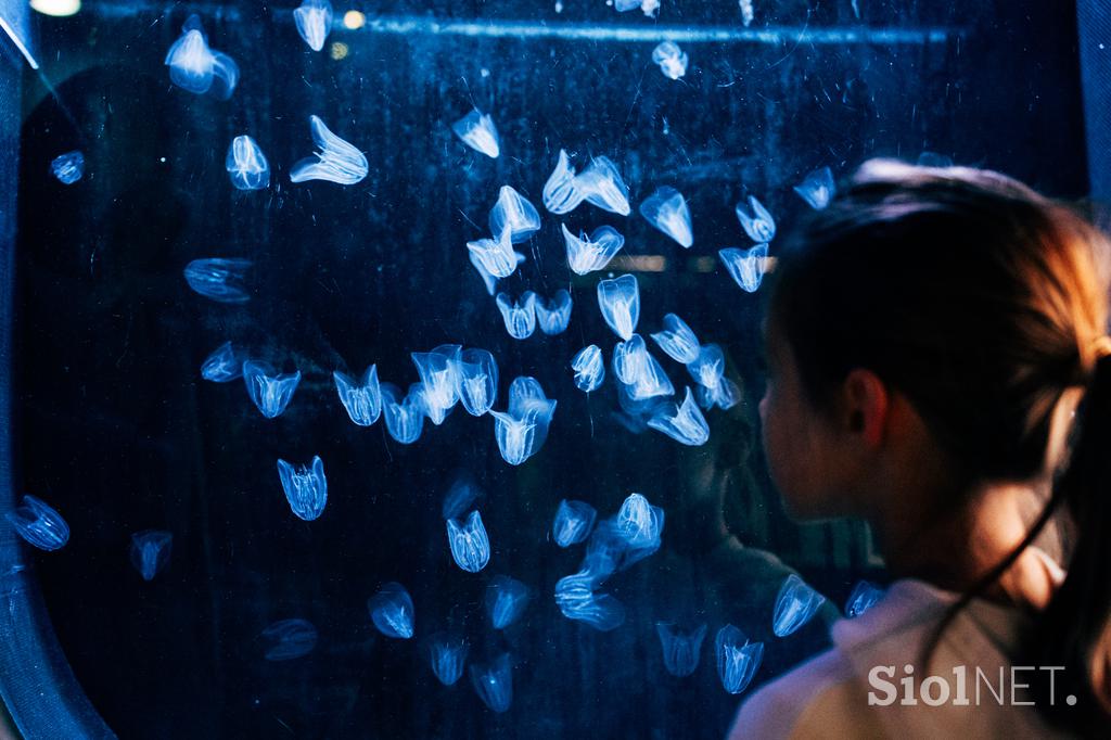 McDonald's, Akvarij Piran