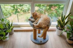 Razvezani zakonci si bodo lahko delili skrbništvo nad hišnimi ljubljenčki