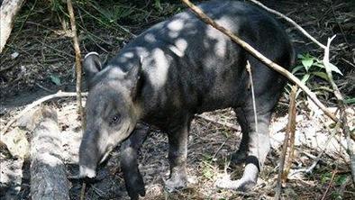 Belizejsko živalstvo: od tapirja do tukana