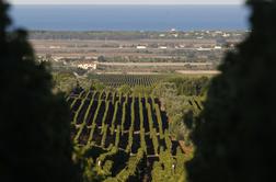 Italijani za boljši posel v svoje vinograde vabijo arheologe