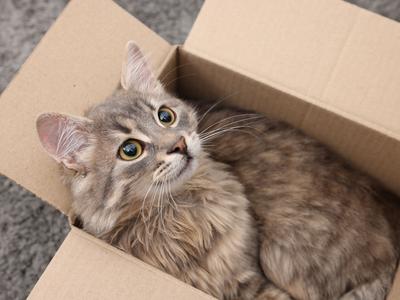 Nemška pekarna rešila mačko, ki jo je lastnica po pomoti poslala po pošti