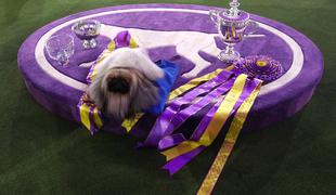 Pekinezer premagal 2.500 konkurentov in zmagal na svetovni pasji razstavi #video