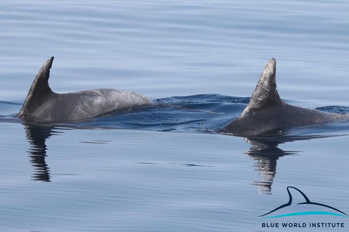 Delfini, Lošinj | Foto: Plavi svijet