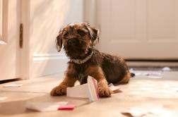 Sedem razlogov, zakaj vas pes ne uboga