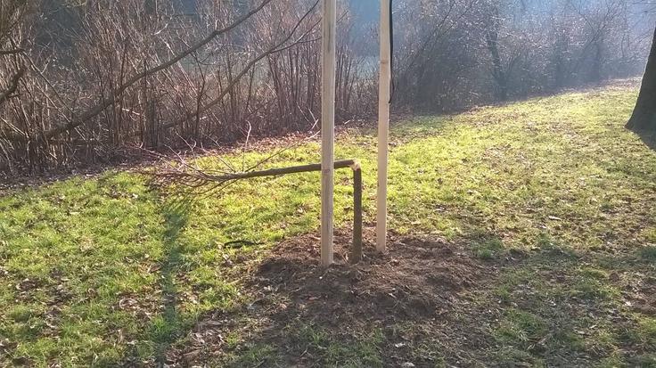 Ljubljana drevje | Foto: 