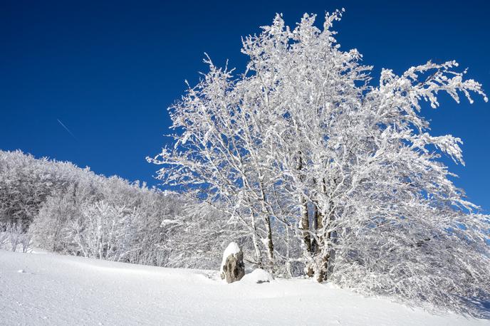 pohod na Javornik | Javornik nad Črnim vrhom, prekrit z novozapadlim snegom | Foto Matej Podgoršek
