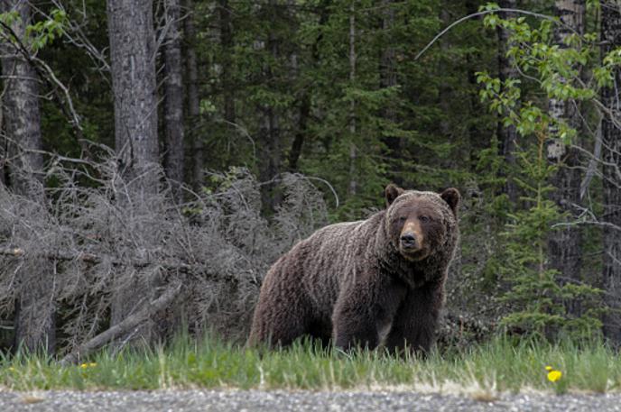 medved | Medveda so posnele varnostne kamere pošte. | Foto Getty Images