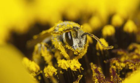 Kako lahko sami pomagamo čebelam?