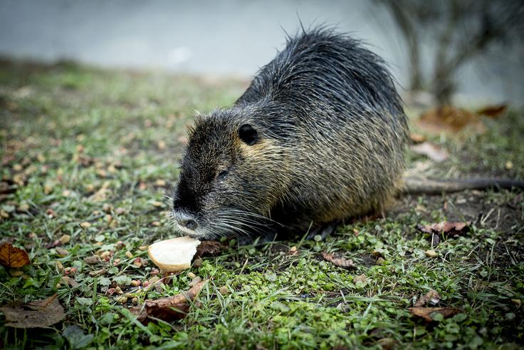 Nutrije ljubijo mestna nabrežja, ker tam dobijo od ljudi, neposredno in posredno, veliko lahko dostopne prehrane. | Foto: Ana Kovač