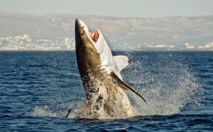 Gansbaai, morski pes | Foto: Thinkstock