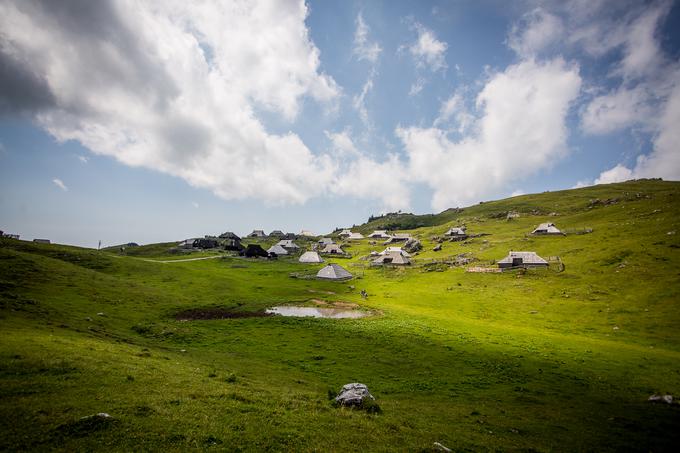 V pastirskem naselju v Velikem stanu je skupno 64 pastirskih koč, a v tej dejavnosti je aktiven manjši del pastirjev. Letos je na Veliki planini odprtih 17 pastirskih koč, na planoto pa je letos večina 
prišla 10. junija. | Foto: Žiga Zupan/Sportida
