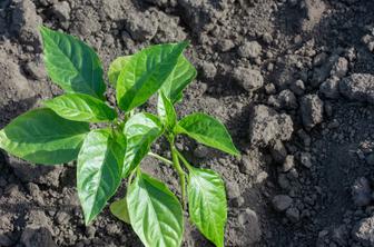 Zakaj paprika in jajčevci maja še vedno mirujejo ter kako jih spodbuditi?