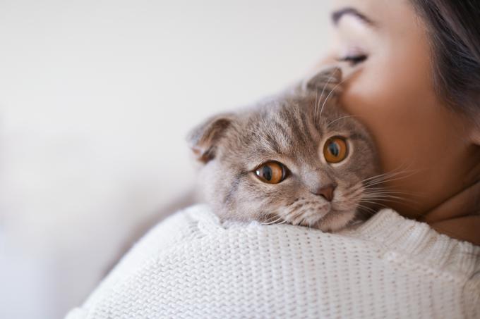 Če iščete kosmatega prijatelja, ki bi vam popestril življenje, razmislite o posvojitvi mačke in izkusite veselje in srečo, ki ju lahko prinese. | Foto: Shutterstock